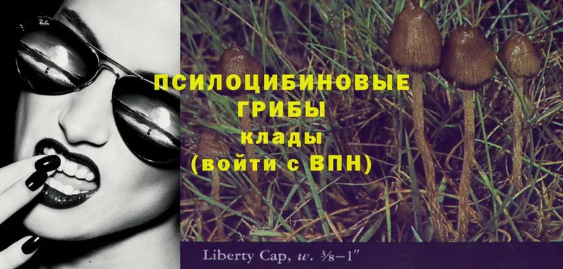 Псилоцибиновые грибы GOLDEN TEACHER  omg   Ворсма 